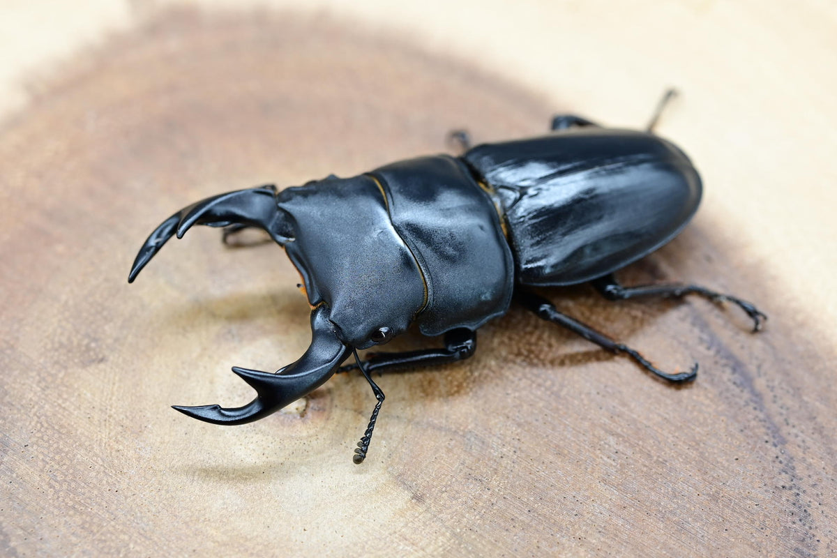 国産オオクワガタ ♂単品 – HAWAIIAN BEETLE