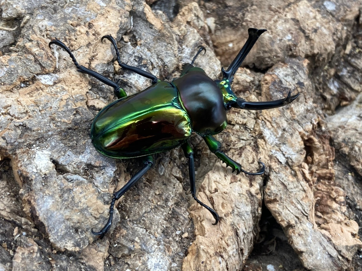 ニジイロクワガタ グリーン・ダークグリーン系 – HAWAIIAN BEETLE