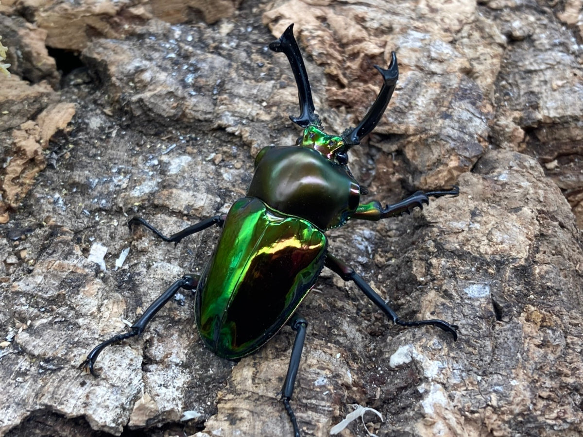 ニジイロクワガタ ノーマル系 3300円 – HAWAIIAN BEETLE