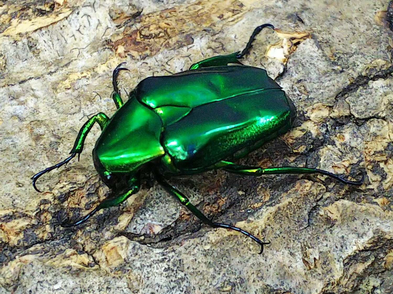 小柄で可愛い！ハナムグリの魅力と飼育方法について！ – HAWAIIAN BEETLE