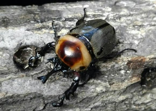 もう飼育した？ヨツボシヒナカブトってこんなにかわいい！魅力5選！ – HAWAIIAN BEETLE