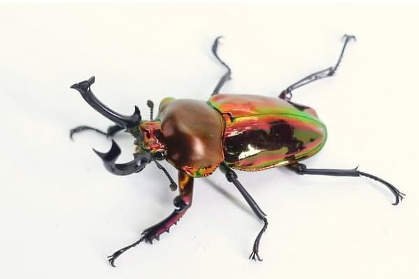 ニジイロクワガタ　美品 ☆雌雄形！ニジイロクワガタ：42mm標本☆ - INSECT ULTIMA