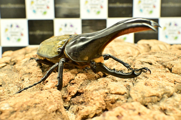 ヘラクレス ヘラクレス　極太極短系統　♂単品 106mm