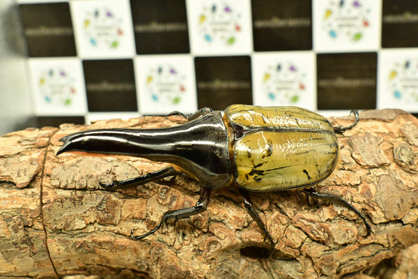 ヘラクレス ヘラクレス　極太極短系統　♂単品 106mm
