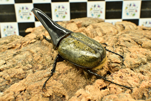 ヘラクレス ヘラクレス　極太極短系統　♂単品 115mm