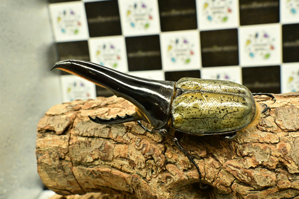 ヘラクレス ヘラクレス　極太極短系統　♂単品 115mm
