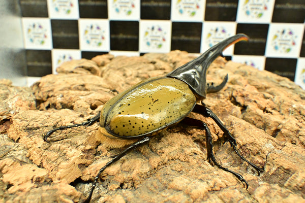 ヘラクレス ヘラクレス　WF3  ♂150ｍｍ 　