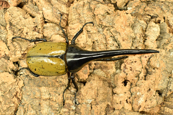 ヘラクレス ヘラクレス　WF3  ♂150ｍｍ 　