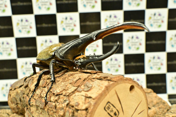 ヘラクレス ヘラクレス　WF3  ♂150ｍｍ 　