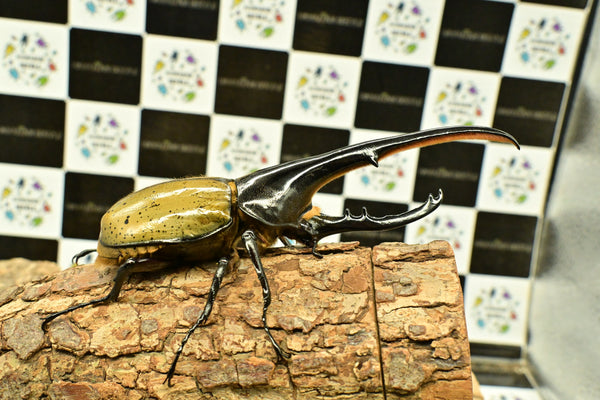 ヘラクレス ヘラクレス　WF3  ♂150ｍｍ 　