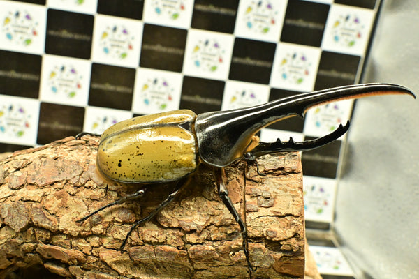 ヘラクレス ヘラクレス　WF3  ♂150ｍｍ 　