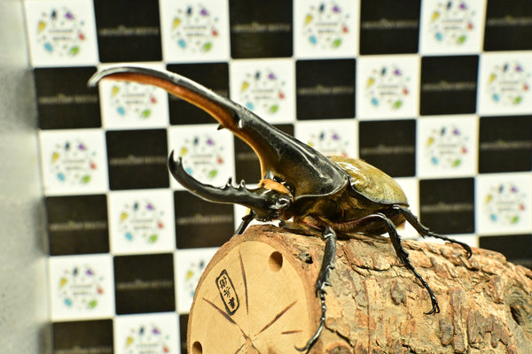 ヘラクレス ヘラクレス　WF3  ♂150ｍｍ 　