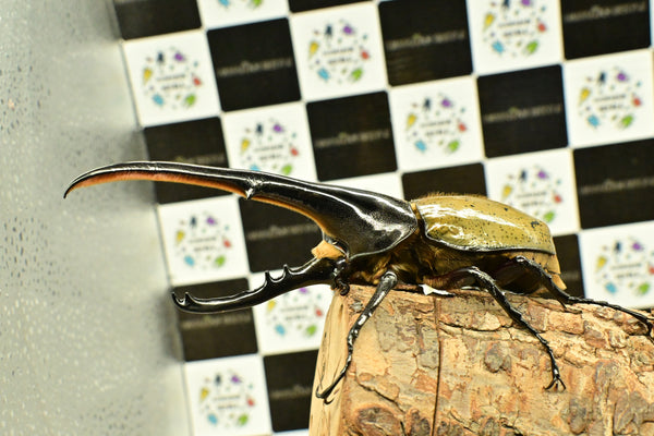 ヘラクレス ヘラクレス　WF3  ♂150ｍｍ 　