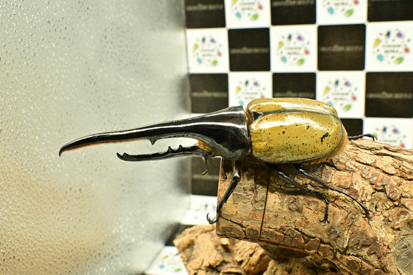 ヘラクレス ヘラクレス　WF3  ♂150ｍｍ 　