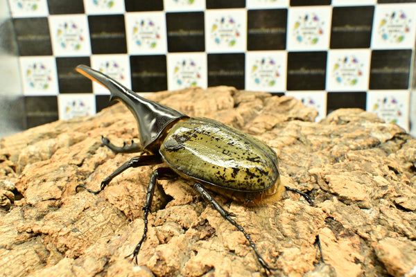 ヘラクレス ヘラクレス　WF3  ♂146ｍｍ     B品