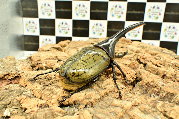 ヘラクレス ヘラクレス　WF3  ♂146ｍｍ     B品