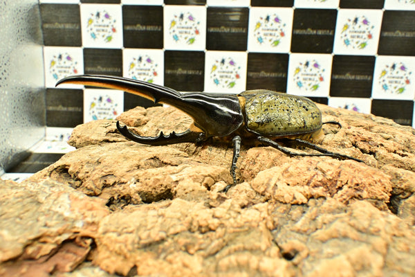 ヘラクレス ヘラクレス　WF3  ♂143ｍｍ     B品