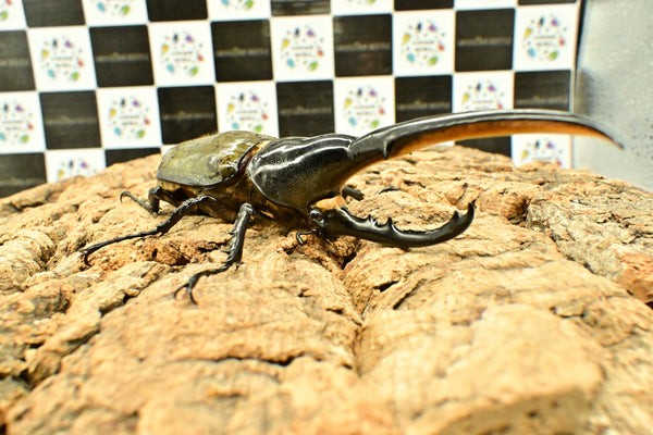 ヘラクレスオオカブトNO.7 ヘラクレスオオカブト_ヘラクレス ヘラクレス – HAWAIIAN BEETLE