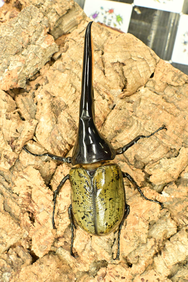 ヘラクレス ヘラクレス　WF3  ♂143ｍｍ     B品