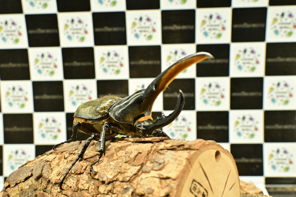 ヘラクレス ヘラクレス　WF3  ♂143ｍｍ     B品