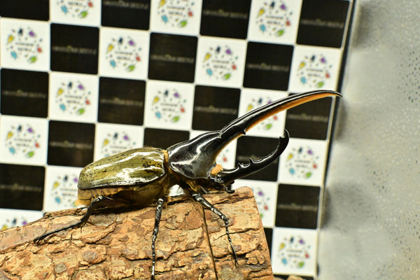 ヘラクレスオオカブト_ヘラクレス ヘラクレス – HAWAIIAN BEETLE