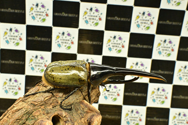 ヘラクレスオオカブト_ヘラクレス ヘラクレス – HAWAIIAN BEETLE