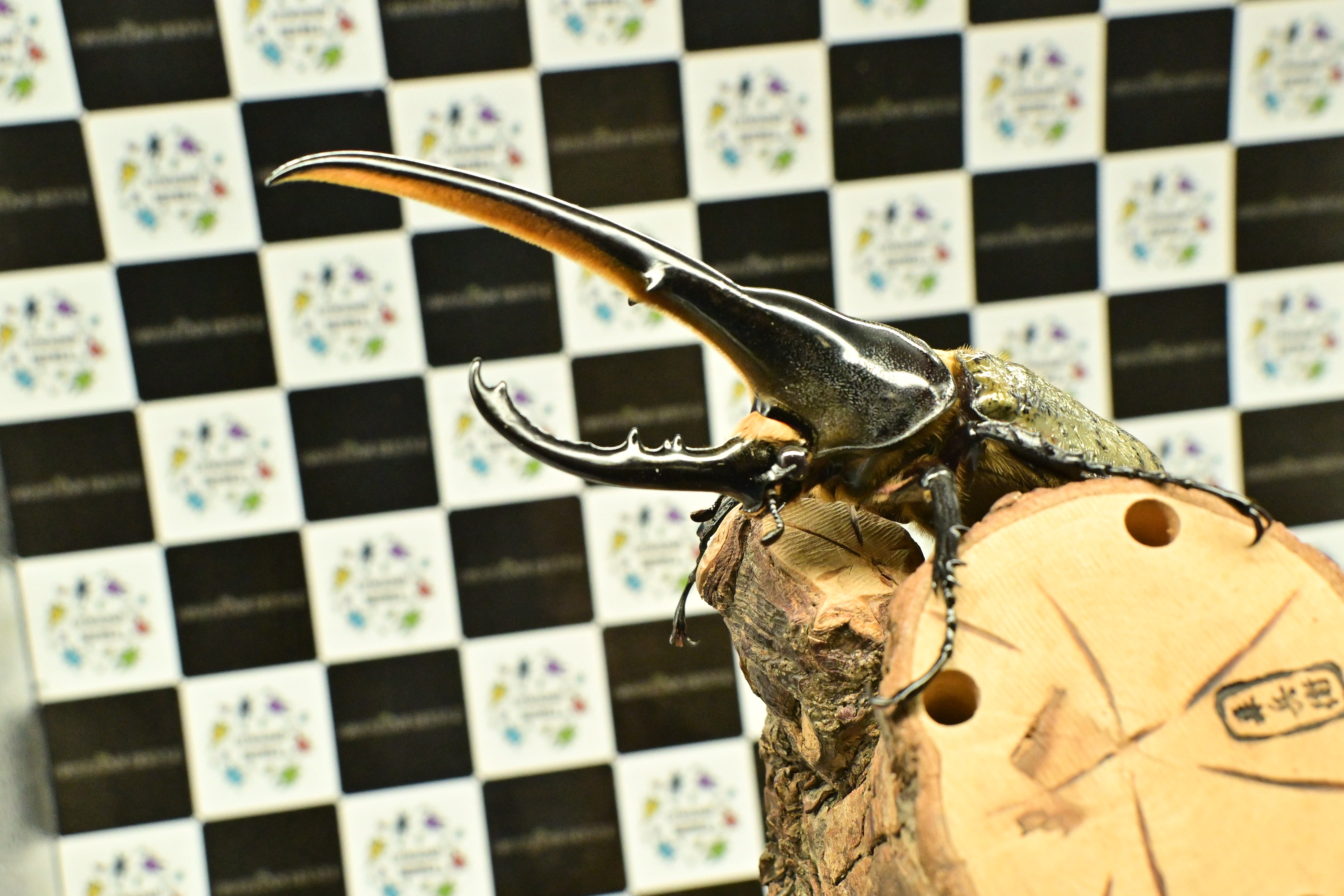 ヘラクレスオオカブト_ヘラクレス ヘラクレス – HAWAIIAN BEETLE
