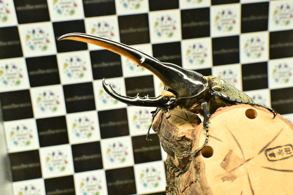 ヘラクレス ヘラクレス　WF3  ♂143ｍｍ     B品