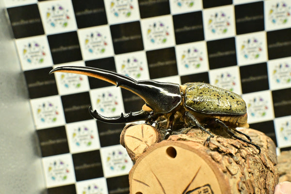 ヘラクレス ヘラクレス　WF3  ♂143ｍｍ     B品