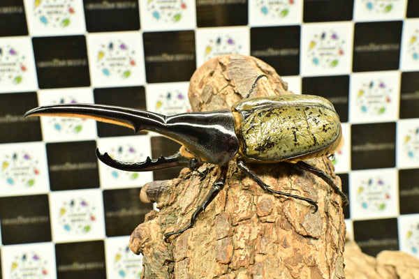 ヘラクレスオオカブト_ヘラクレス ヘラクレス – HAWAIIAN BEETLE