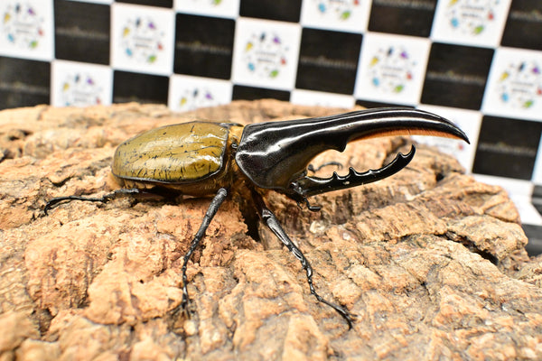 ヘラクレス ヘラクレス　極太極短系統　♂単品 117mm