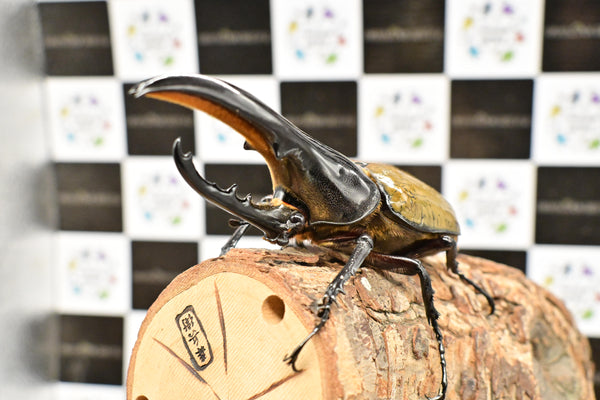 ヘラクレス ヘラクレス　極太極短系統　♂単品 117mm