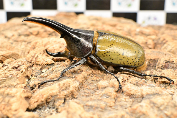ヘラクレス ヘラクレス　極太極短系統　♂単品 90mm