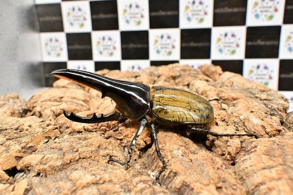 ヘラクレス ヘラクレス　極太極短系統　♂単品 111mm