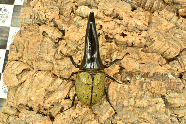 ヘラクレス ヘラクレス　極太極短系統　ペア♂ 126mm♀78.5ｍｍ