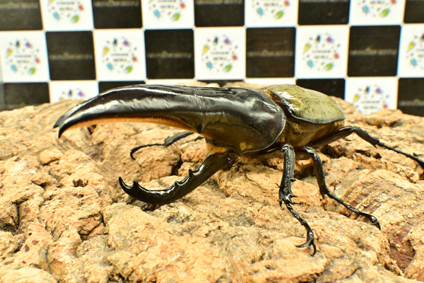 ヘラクレス ヘラクレス　極太極短系統　ペア♂ 126mm♀78.5ｍｍ