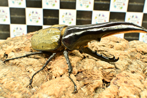 ヘラクレス ヘラクレス　極太極短系統　ペア♂ 126mm♀78.5ｍｍ