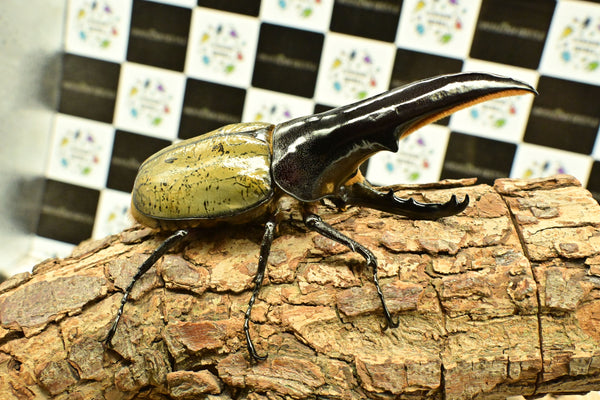 ヘラクレス ヘラクレス　極太極短系統　ペア♂ 126mm♀78.5ｍｍ