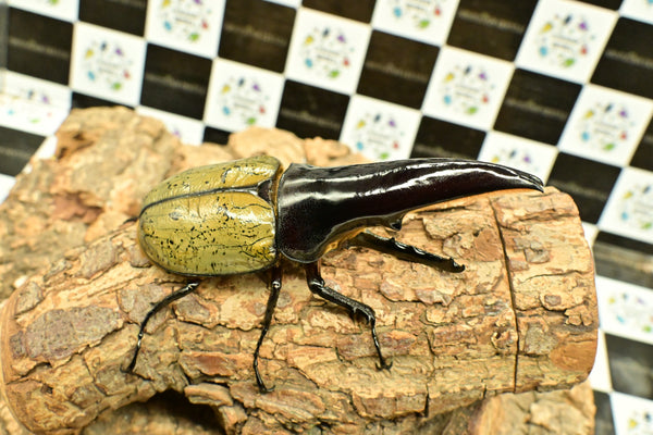 ヘラクレス ヘラクレス　極太極短系統　ペア♂ 126mm♀78.5ｍｍ