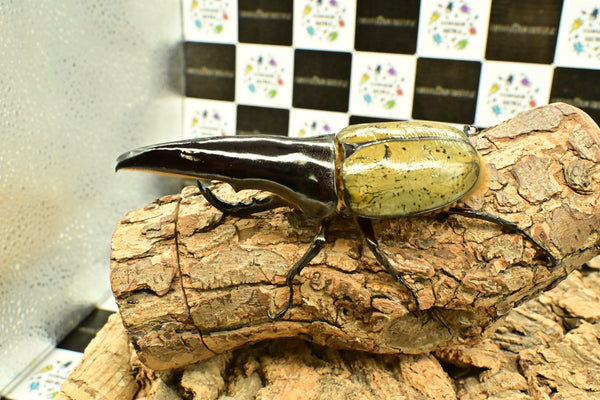 ヘラクレス ヘラクレス　極太極短系統　ペア♂ 126mm♀78.5ｍｍ