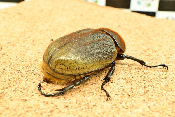 ヘラクレス ヘラクレス　極太極短系統　ペア♂ 126mm♀78.5ｍｍ