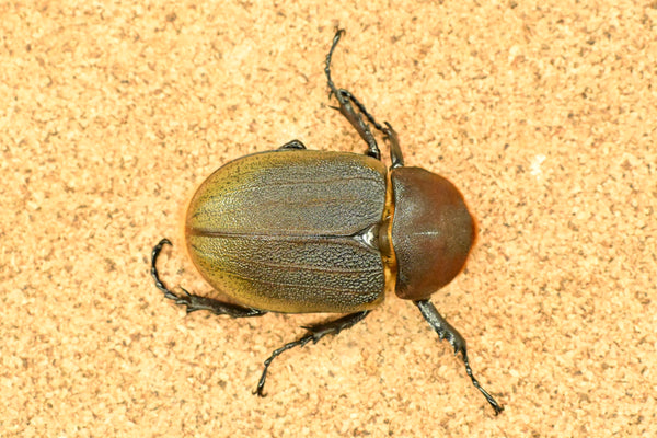 ヘラクレス ヘラクレス　極太極短系統　ペア♂ 126mm♀78.5ｍｍ