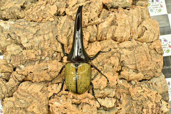 ヘラクレス ヘラクレス　極太極短系統　ペア♂ 140mm♀79ｍｍ