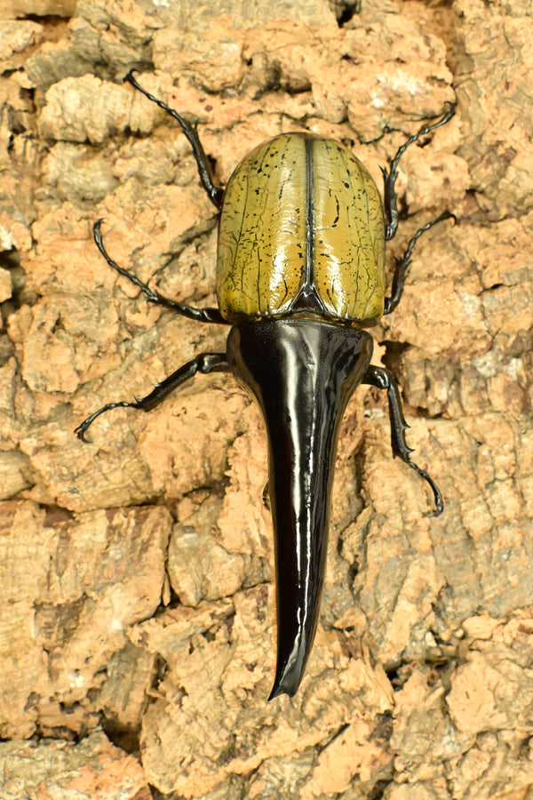 ヘラクレス ヘラクレス　極太極短系統　ペア♂ 140mm♀79ｍｍ