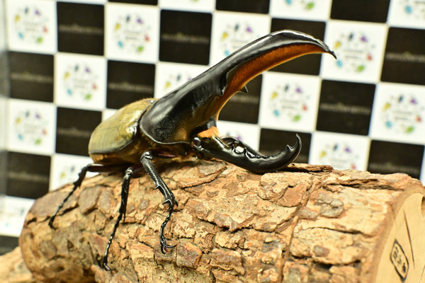 ヘラクレス ヘラクレス　極太極短系統　ペア♂ 140mm♀79ｍｍ