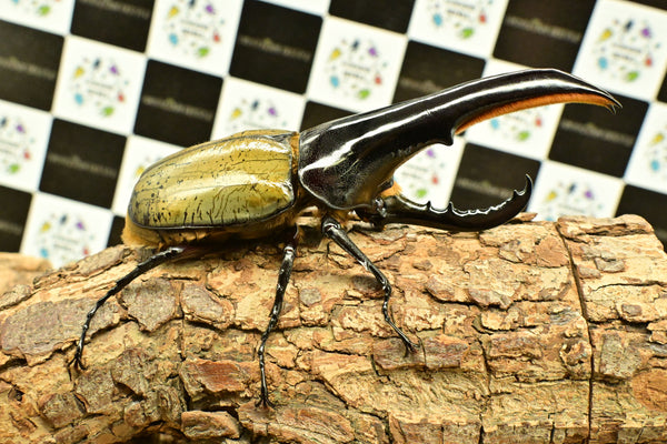 ヘラクレス ヘラクレス　極太極短系統　ペア♂ 140mm♀79ｍｍ