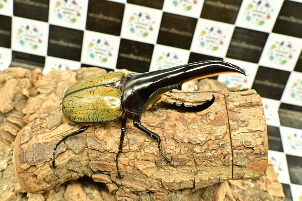 ヘラクレス ヘラクレス　極太極短系統　ペア♂ 140mm♀79ｍｍ