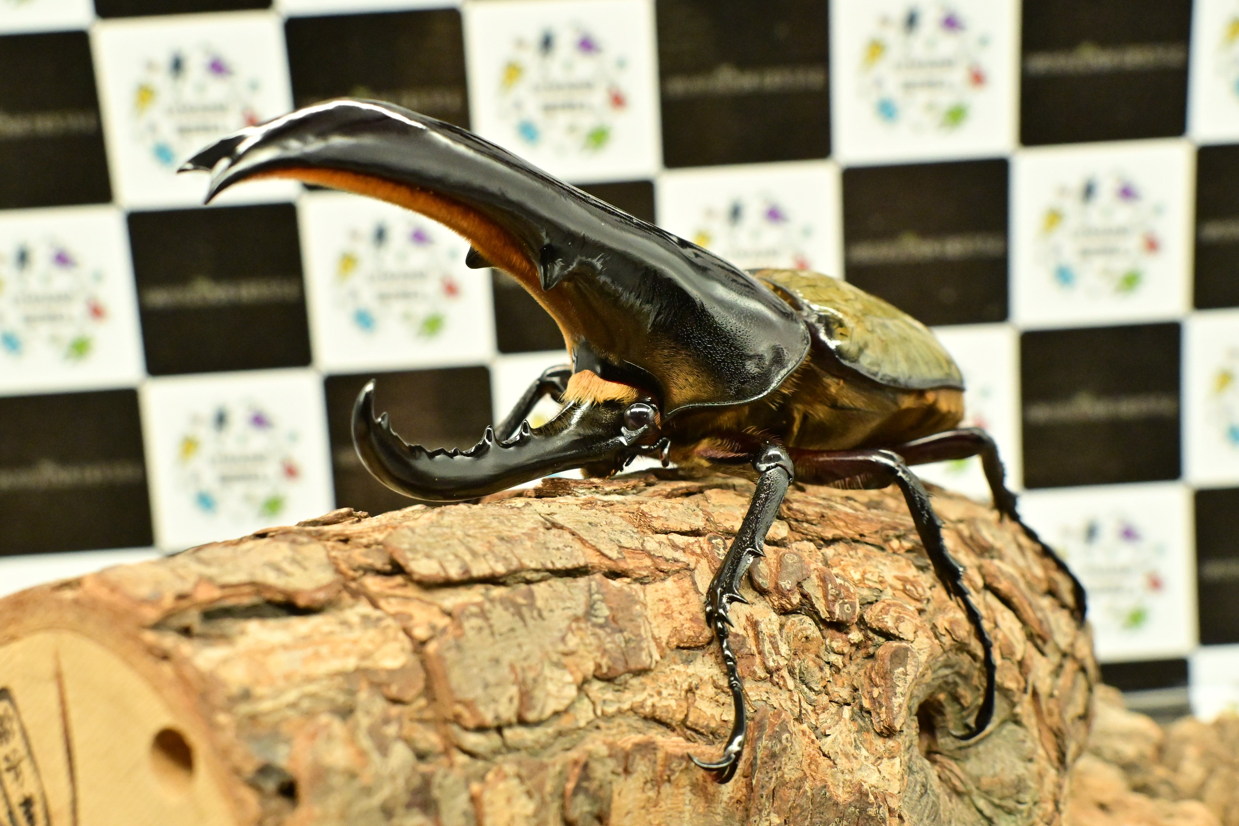 ヘラクレスオオカブト_ヘラクレス ヘラクレス 極太極短系統 – HAWAIIAN