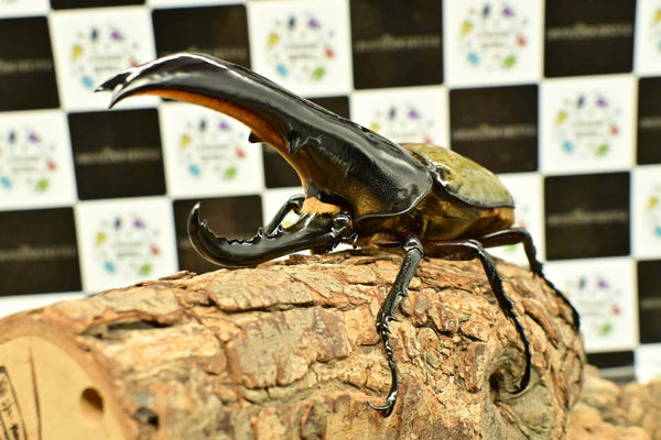 ヘラクレス ヘラクレス　極太極短系統　ペア♂ 140mm♀79ｍｍ