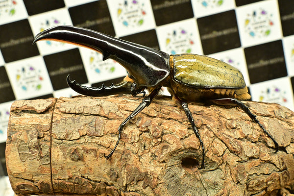 ヘラクレス ヘラクレス　極太極短系統　ペア♂ 140mm♀79ｍｍ